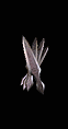 Deathbit inventory art